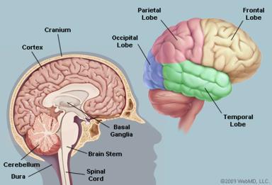 Brain Anatomy Brain Function Most common in the cerebellum and brainstem but can be seen in the other lobes of the brain.