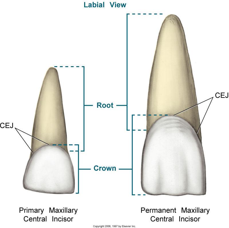 Differences With Permanent Teeth Primary teeth smaller in crown and root, though deciduous molars are wider than