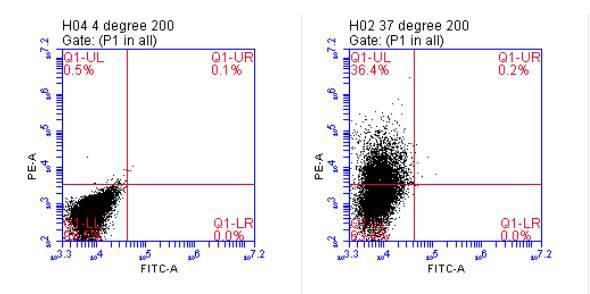 culture. Comparison of flask culture to a C2011 HFBR for the production of exosomes from mesenchymal stem cells.