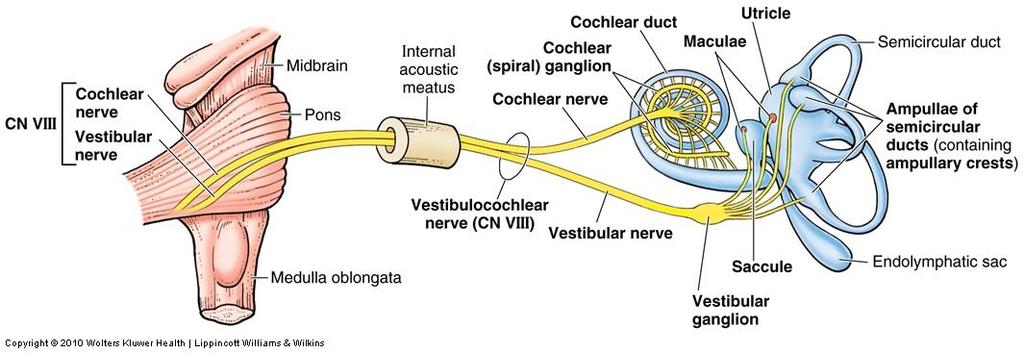 Vestibulocochlear and facial nerve both enter together from pons to ear through the internal acoustic meatus Facial nerve continue to middle ear Vestiulocochlear nerve in inner ear, divides into