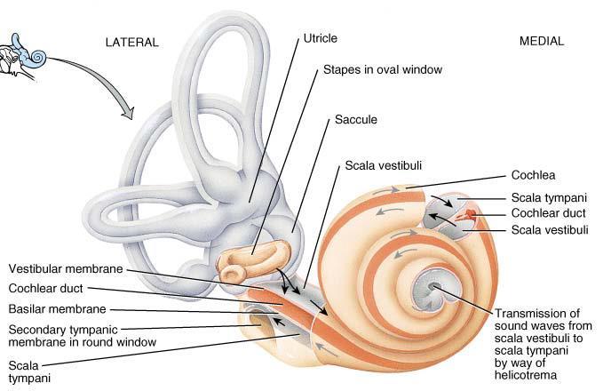 *Perilymph in cochlea is larger than semicircular ducts. *From spiral lamina: basilar and vestibular membranes that divides the cochlea into 3 parts.