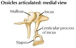 Auditory Ossicles Malleus Handle (for eardrum & tensor tympani m.
