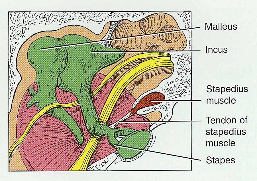 Muscles of the Ear Stapedius m.