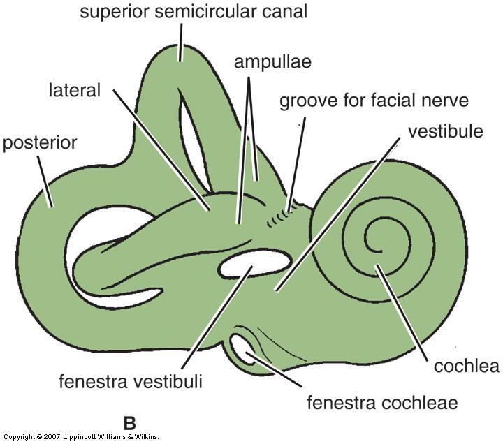 Inner Ear Bony Labyrinth Bony labyrinth = set of tube like cavities in temporal bone lined with periosteum & filled with perilymph surrounds & protects Membranous Labyrinth Semicircular