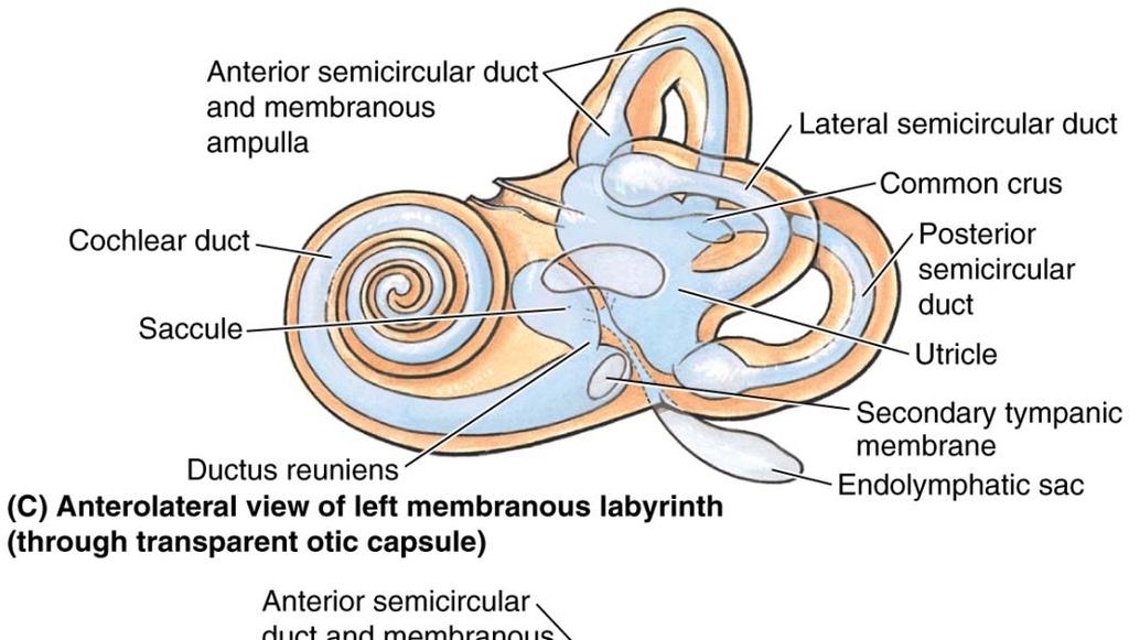 Inner Ear Membranous Labyrinth Membranous labyrinth = set of membranous tubes containing sensory