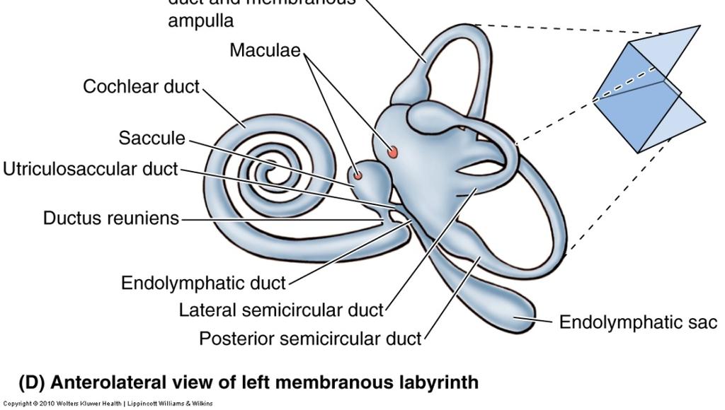 Connected to each other and to the endolymphatic sac by a utriculosaccular duct Semicircular ducts