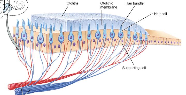 Otolithic Organs: Saccule & Utricle Thickened regions called macula within the saccule & utricle of the vestibular apparatus Cell types in the macula region hair cells with stereocilia
