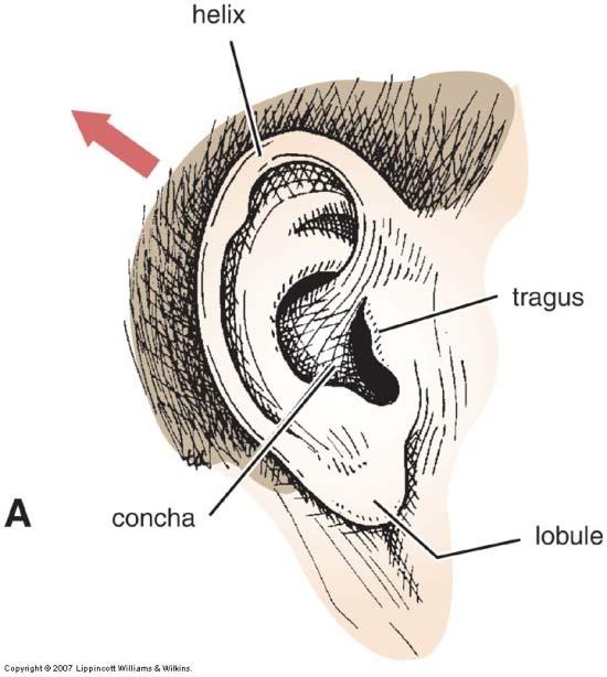 External Ear Function = collect sounds Structures auricle or pinna elastic