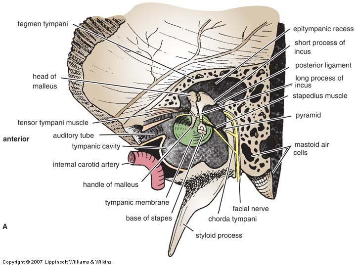 Middle Ear Cavity Air filled cavity in the temporal bone Lined with mucus membrane Separated from external ear by eardrum and from internal ear by oval & round windows Connected
