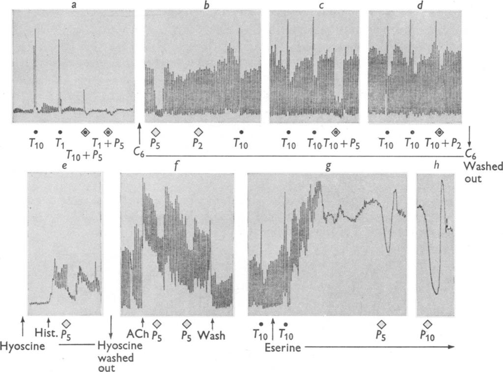 SYMPATHETIC INHIBITION OF GUT 321 transmural stimulation was observed if the perivascular nerves were stimulated at frequencies below 5/sec. These results are illustrated for rabbit jejunum in Fig. 2.