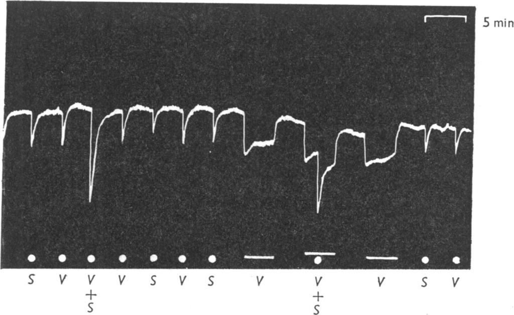 324 M. D. GERSHON 5 min S V V V S V S V V V S V + S S Fig. 4. Intraluminal pressure recorded from the guinea-pig stomach in the presence of hyoscine (10-7 g/ml.). V = vagal stimulation, 1 lc/s.