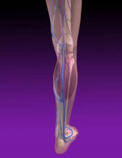 one-way valves up and out of the legs Superficial venous system Great saphenous vein -runs from dorsum of foot medially up leg -site of highest pressure usually the saphenofemoral junction, but may