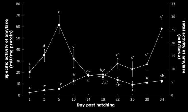 . Fig. 3. Total amylase activity in mu/larva (black circle) and specific activity of amylase in mu/mg protein (clear square) from 1 to 34 days post-hatching.