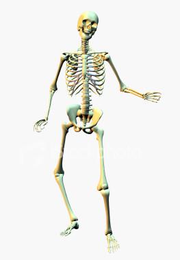 Disarticulated Skeleton In this activity, you will reassemble the disassembled bones of Mr. Bones. Once he is reassembled, you discover the four general groups of bones by coloring and labeling him.
