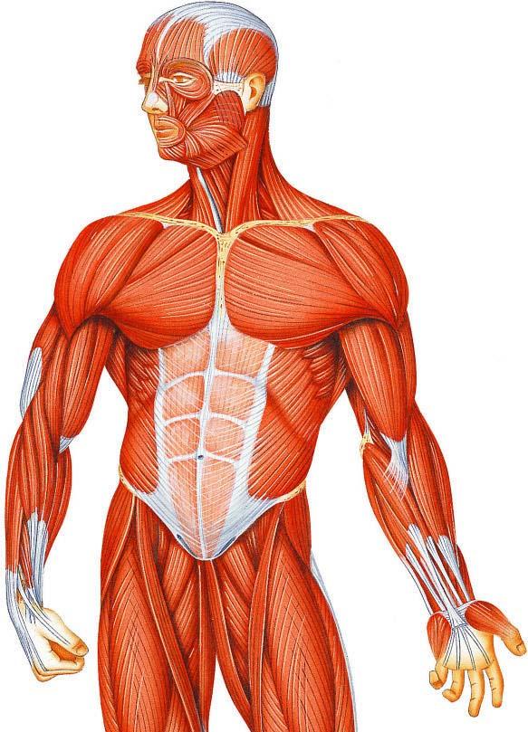 8 - Muscular System
