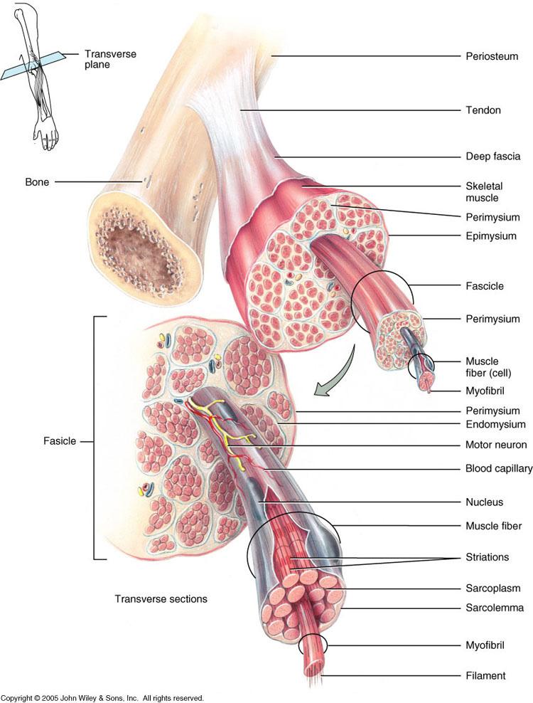 Functional Anatomy of Skeletal Muscle notes- a skeletal muscle is surrounded by dense, irregular C.T. that strengthens and protects the muscle. The C.T. extends beyond the muscle at each end to form a tendon that attaches to periosteum of a bone.