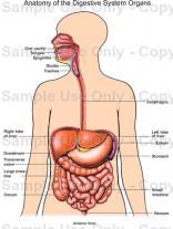 Digestive System Summary Let s take a look at how the foods you eat go into your body, are digested, and then become the energy you need for your daily activities and sports.