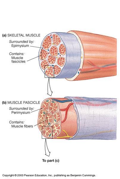 Gross Anatomy muscles are really groups of fascicles the fascicles