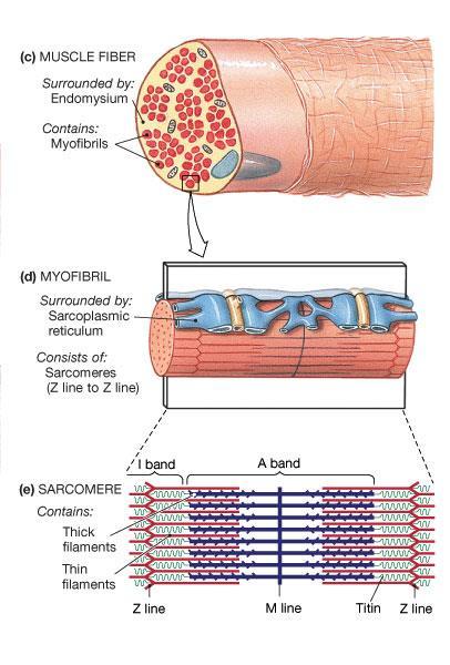the muscle fiber is made up of protein filaments =