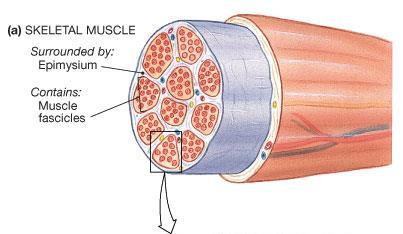 three layers of connective tissue extend from the deep fascial layer Epimysium Perimysium