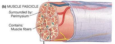encircles the entire muscle next layer = perimysium surrounds groups of 10 to 100 individual