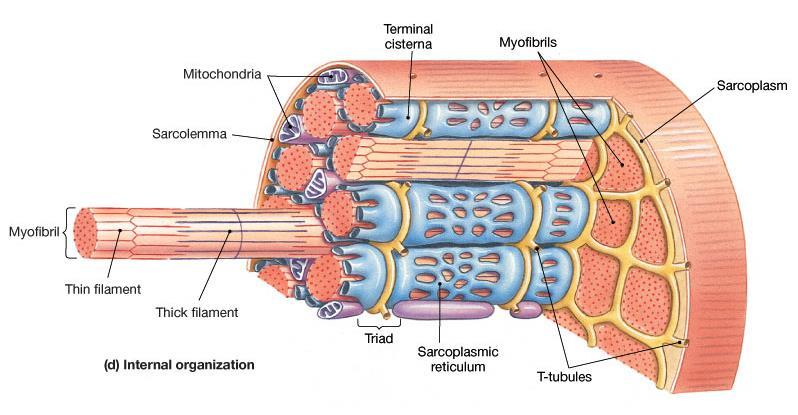 Transverse tubules Invaginations of sarcolemma Carry electrical impulses Myofibrils within sarcoplasm skeleton of protein filaments (myofilaments)