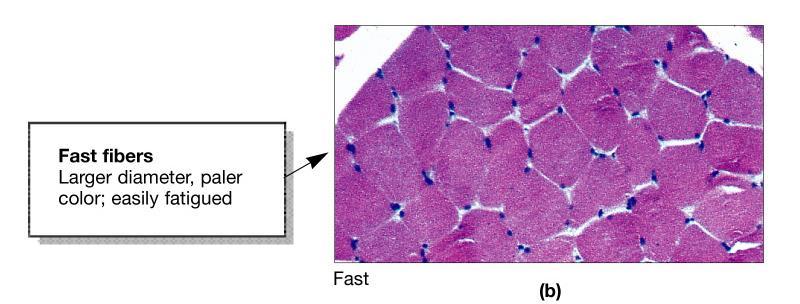 Fast Fibers Large in diameter Contain densely packed myofibrils Large glycogen reserves Fast oxidative-glycolytic (fast-twitch A) red in color (lots of mitochondria, myoglobin & blood vessels) split