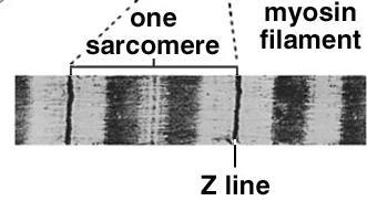 cross-bridges myosin only region = H zone myosin filaments are held in place by the M line proteins.
