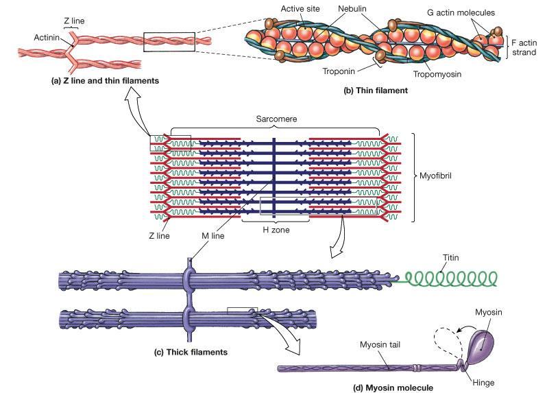 Contraction: The Sliding Filament Theory Actin filament has a myosin binding site This site is covered up by troponin and tropomyosin in relaxed muscle Removal of troponin/tropomyosin is required for