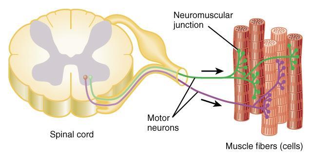 Each skeletal fiber has only ONE NMJ MU = Somatic neuron + all the skeletal muscle fibers it innervates Number and size indicate precision of muscle control Muscle twitch Single momentary contraction