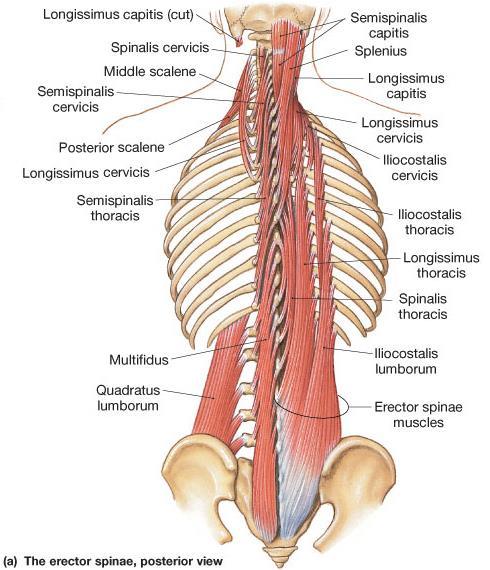 Muscles of the Vertebral Column Longus capitus Longus colli Rotate and