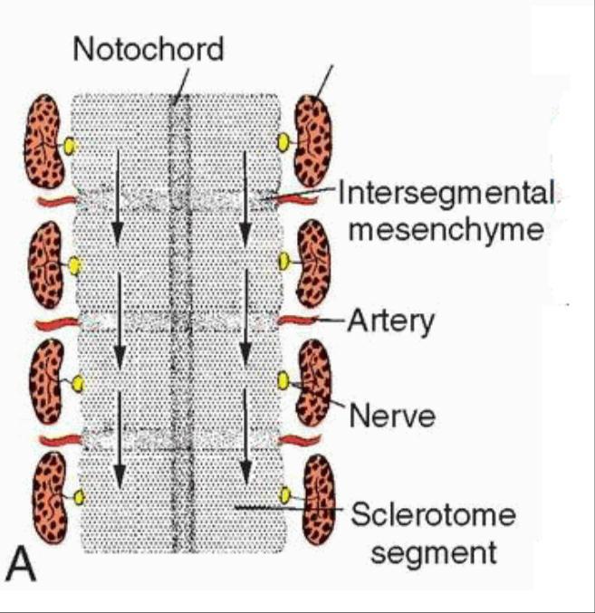 Vertebrae and the Vertebral Column Vertebrae form from the sclerotome portions of the somites A definitive vertebra is formed by
