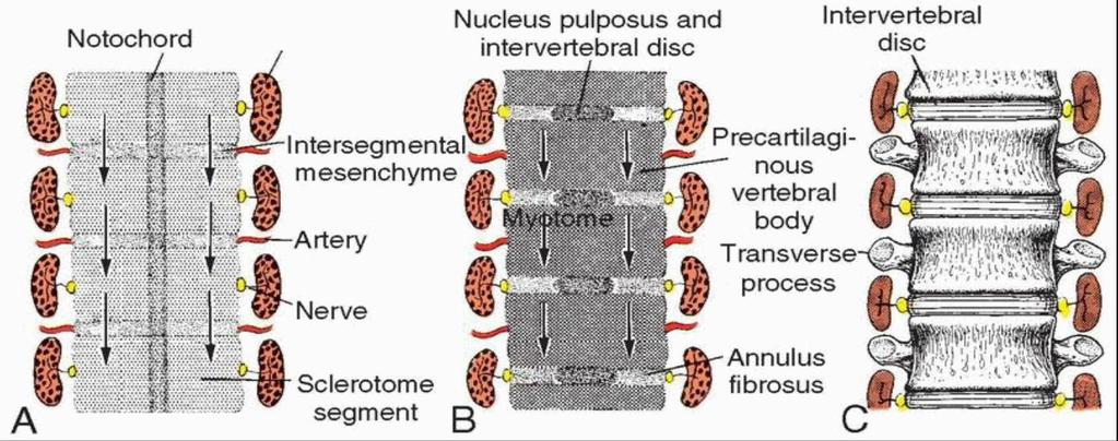 Re segmentation of sclerotomes into definitive vertebrae causes : Myotomes bridge the intervertebral discs Intersegmental arteries pass midway