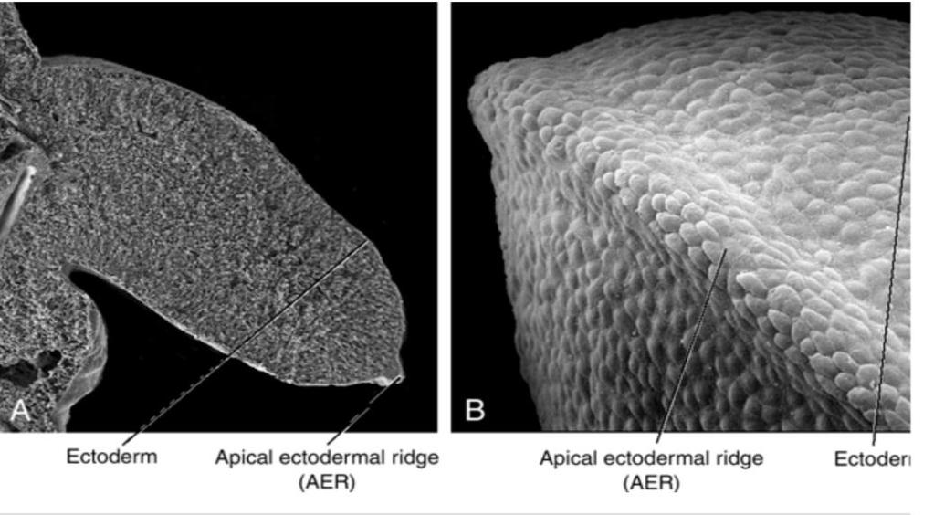 Apical ectodermal ridge (AER) AER: Ectoderm at the