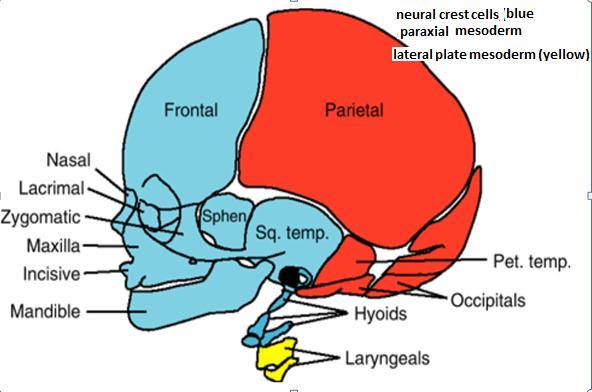 parietal layer of the lateral plate mesoderm of the body wall forms bones of the pelvic and shoulder girdles limbs sternum Neural crest cells in