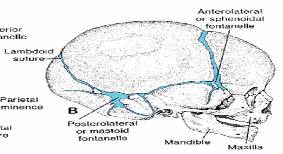 Several sutures and fontanelles remain membranous for a considerable time after birth
