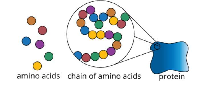 Amino acids play a central role: i. As building blocks of proteins. ii.
