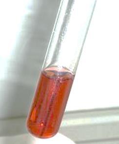 Then the nitrated tyrosine complexes mercury ions in the solution to form a brick-red solution or precipitate of nitrated
