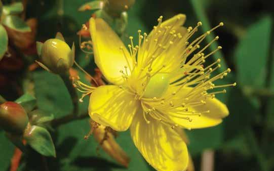 ARE HERBAL MEDICINES USED TO TREAT DEPRESSION? You may have heard about an herbal medicine called St. John s wort. St. John s wort is an herb. Its flowers and leaves are used to make medicine.