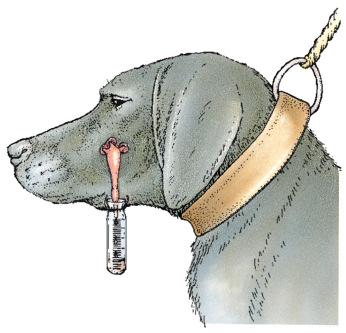measured, they paired various neutral stimuli, with food in the mouth to see if the dog