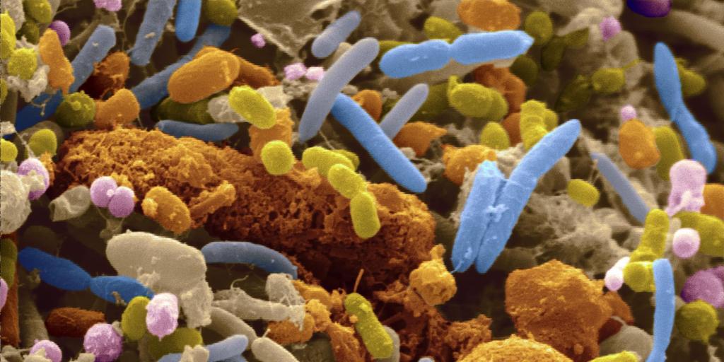 Gut microbes are surounded by a large number of