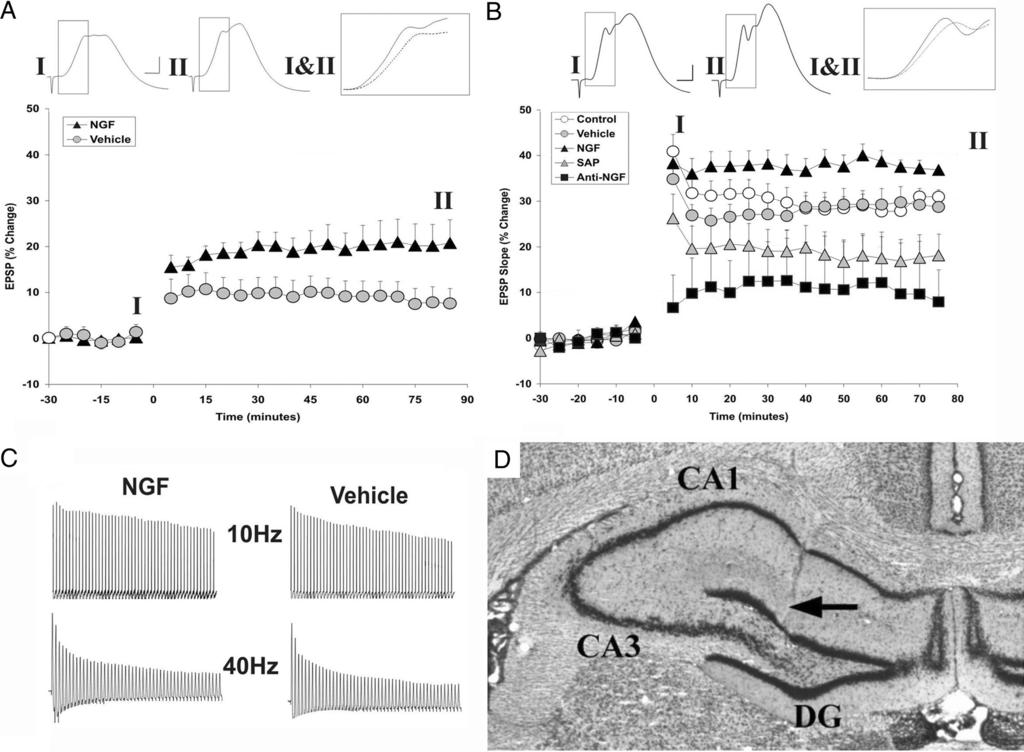 10886 J. Neurosci., September 2, 2009 29(35):10883 10889 Conner et al. NGF Facilitates LTP Induction and Memory Figure 3. NGF facilitates the induction of hippocampal LTP.