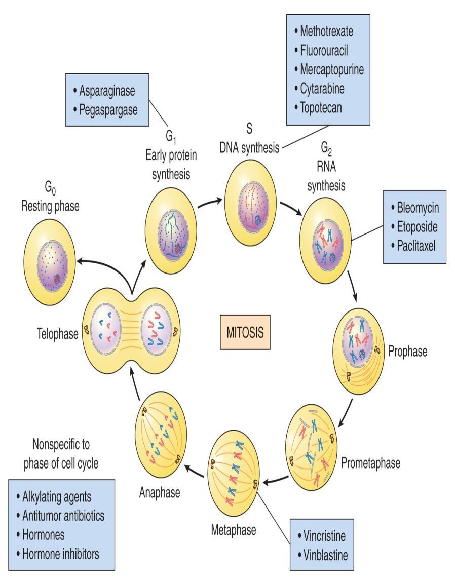 CELL CYCLE All cells go through mitosiscell cycle/ division Various stages ANTINEOPLASTICS Work