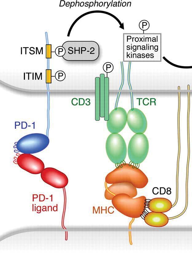 PD-1 :PD-L1 Signaling T Cell T-cell Activation Nivolumab (Opdivo) Pembrolizumab (Keytruda)