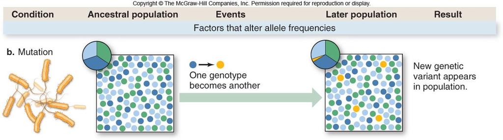 The genetic makeup of populations, and ultimately species, changes as natural selection permits
