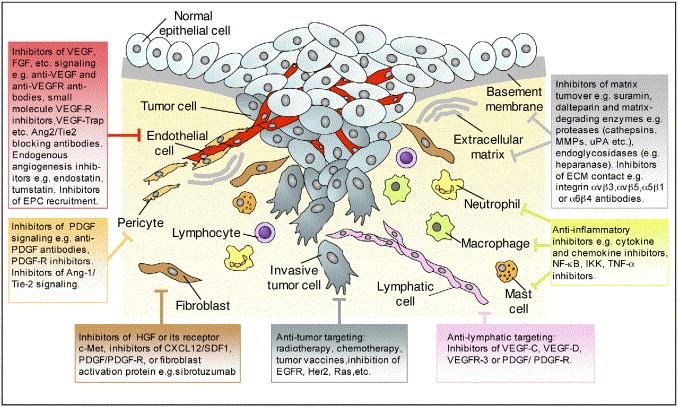Therapeutic Targeting of the