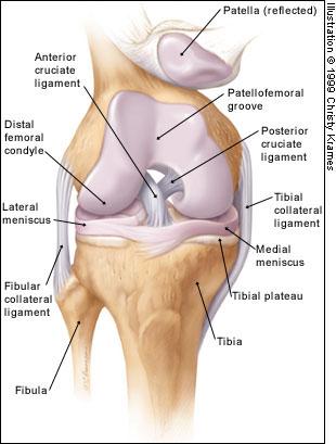 Knee Ligaments Medial Collateral (MCL) Lateral