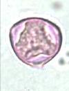 Moringa sp., 33. Callistemon PLATE citrinus, 34.