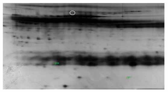 4 A protein spot was excised from the gel, destained and subsequently digested with trypsin.