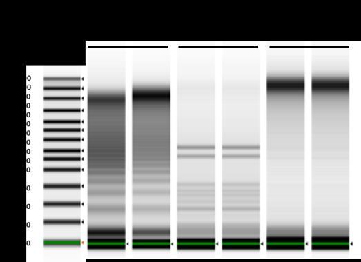 The resulting DNA is suitable for all subsequent analyses and molecular manipulations such as qpcr, Next-Generation sequencing and DNA methylation analyses 4.